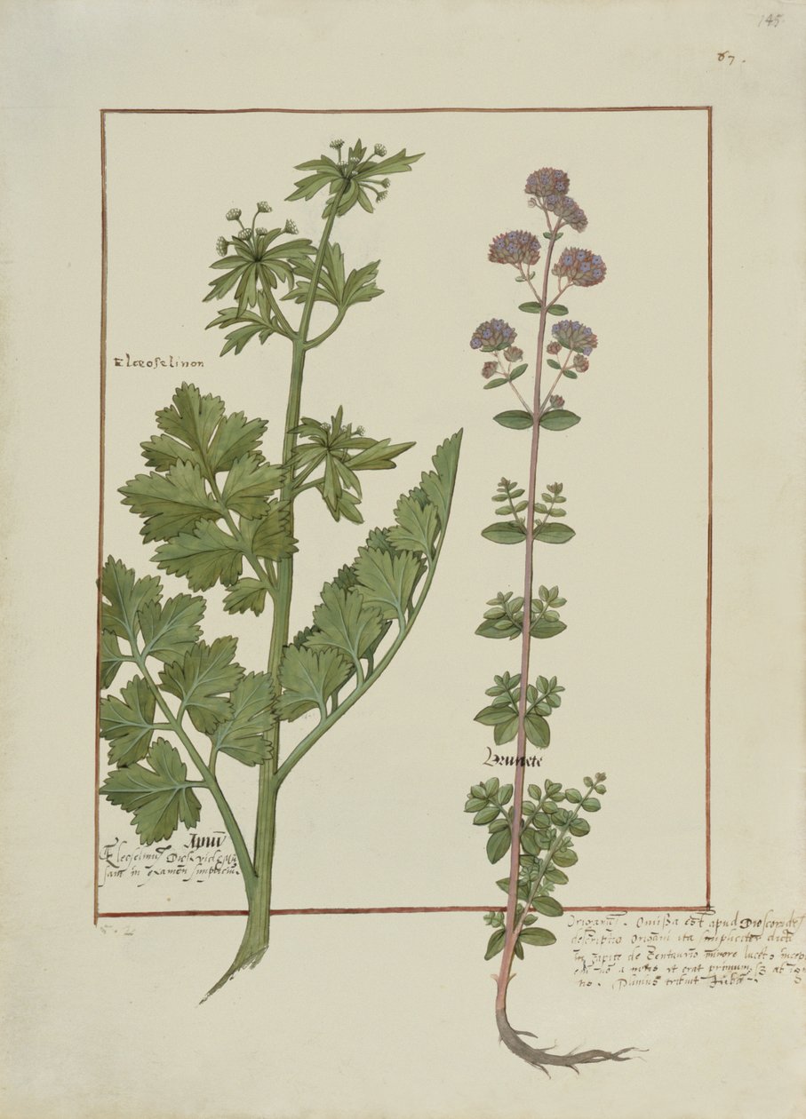 Illustration from the Book of Simple Medicines by Mattheaus Platearius by Robinet Testard