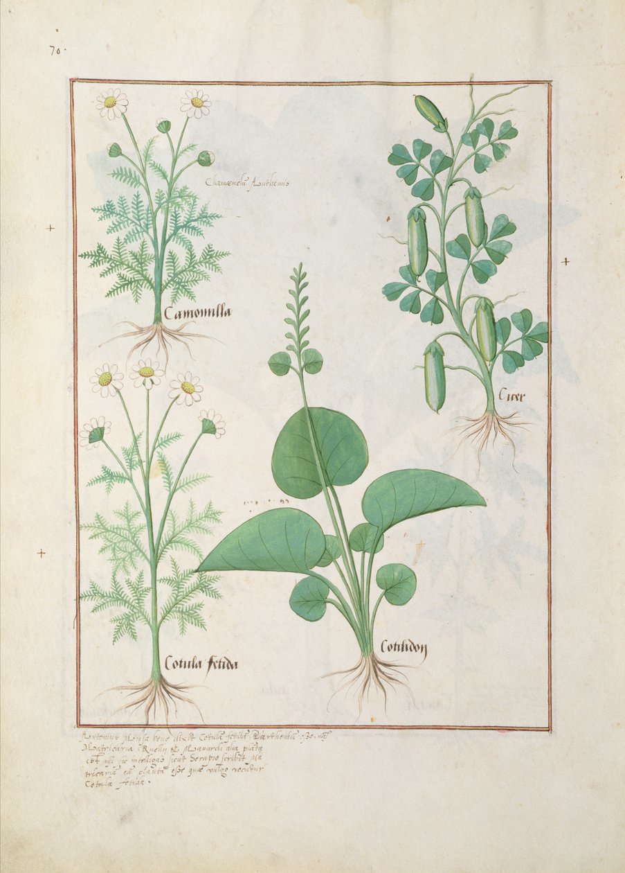 Chamomile and Cucumber, Illustration from The Book of Simple Medicines by Mattheaus Platearius by Robinet Testard