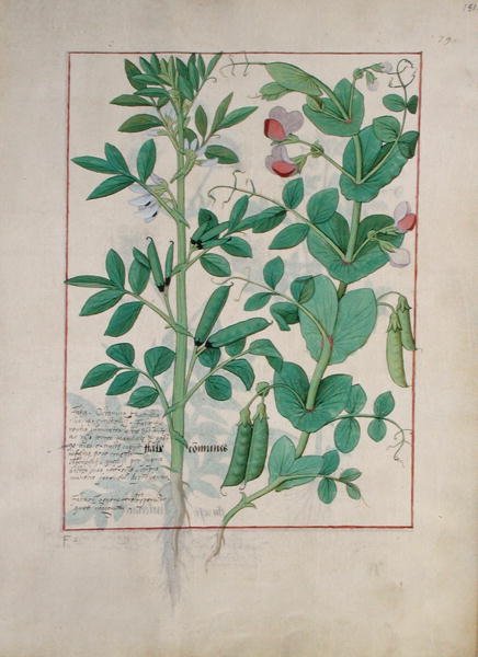 Illustration from the Book of Simple Medicines by Mattheaus Platearius by Robinet Testard