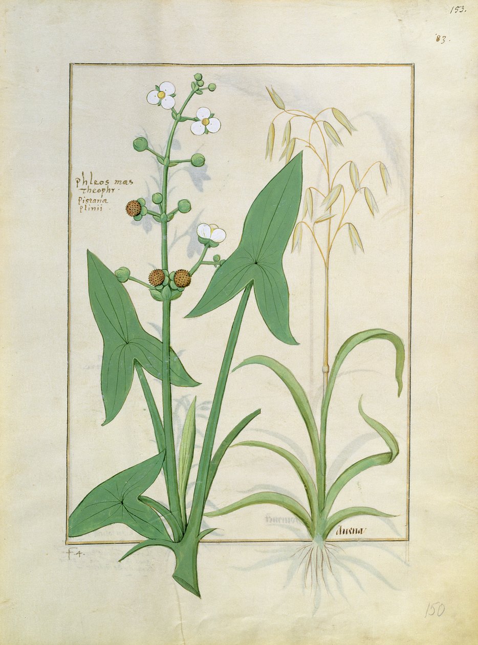 Illustration from the Book of Simple Medicines by Mattheaus Platearius by Robinet Testard