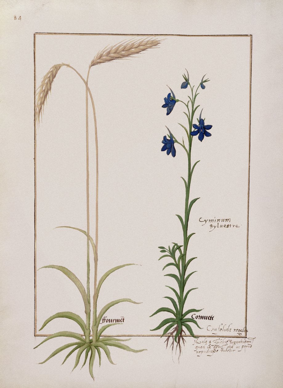 Ear of Corn and Cyminum Sylvestre, Illustration from the Book of Simple Medicines by Mattheaus Platearius by Robinet Testard