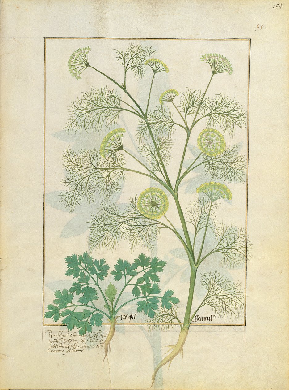 Parsley and Fennel, Illustration from the Book of Simple Medicines by Mattheaus Platearius by Robinet Testard