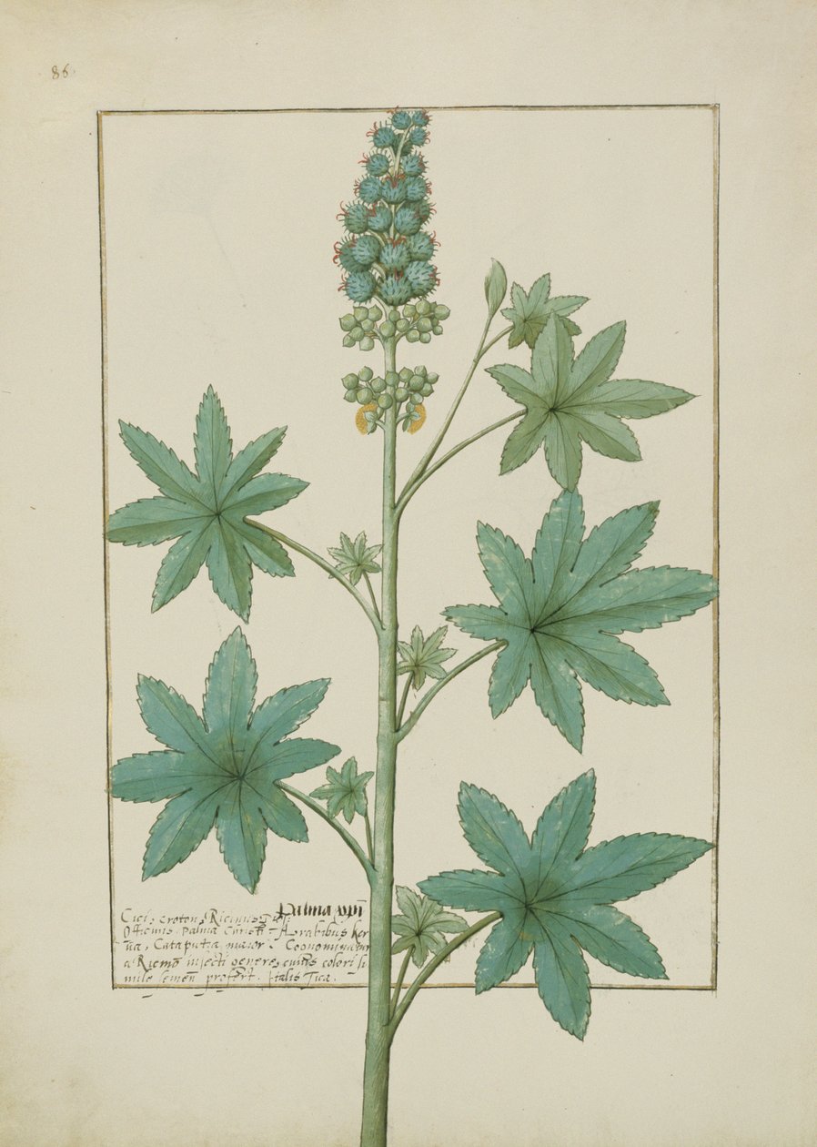 Illustration from the Book of Simple Medicines by Mattheaus Platearius by Robinet Testard