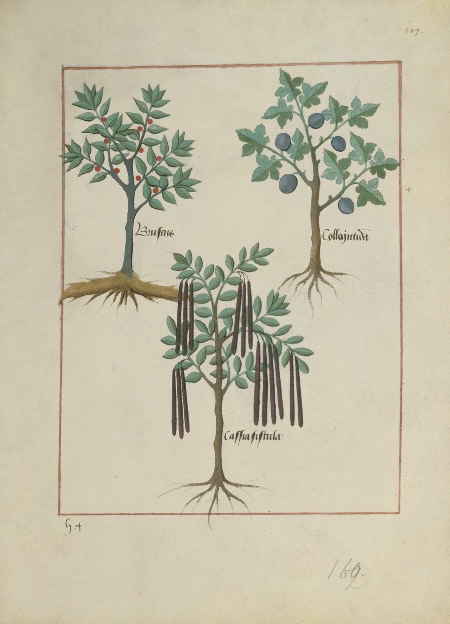 Illustration from the Book of Simple Medicines by Mattheaus Platearius c.1470 by Robinet Testard
