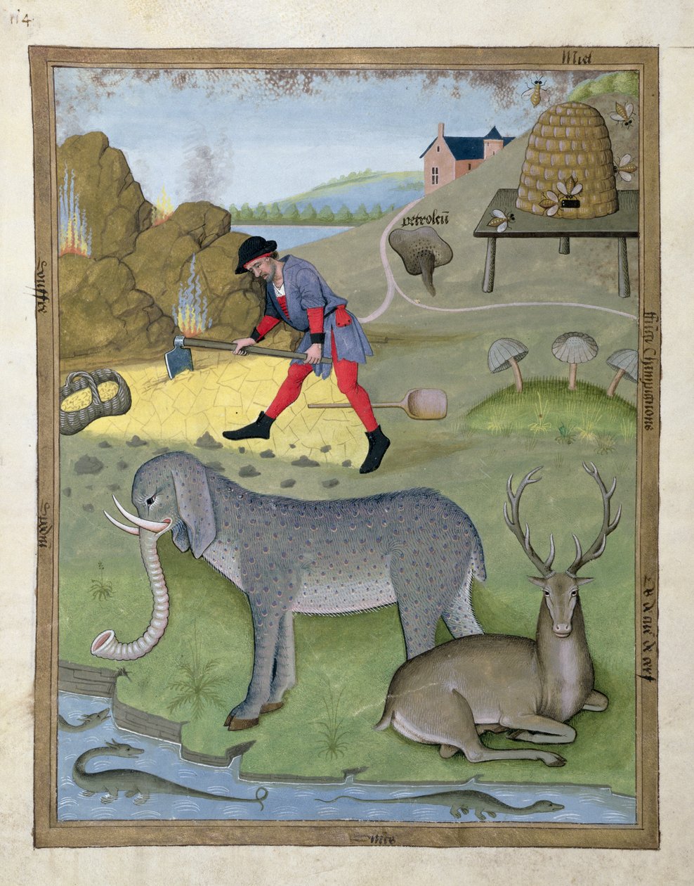 Illustration from the Book of Simple Medicines by Mattheaus Platearius 168v by Robinet Testard