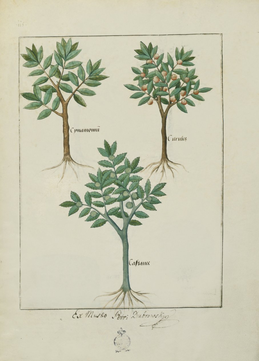 Illustration from the Book of Simple Medicines by Mattheaus Platearius by Robinet Testard