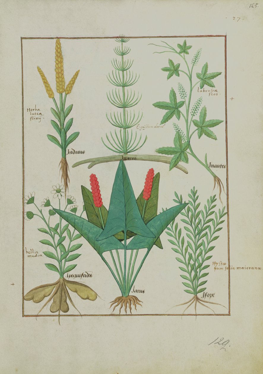 Top row: Maize, Equisetum and Labruscae flos. Bottom row: Daisy, Jarus and Marjoram, illustration from The Simple Book of Medicines, by Mattheaus Platearius, c.1470 by Robinet Testard
