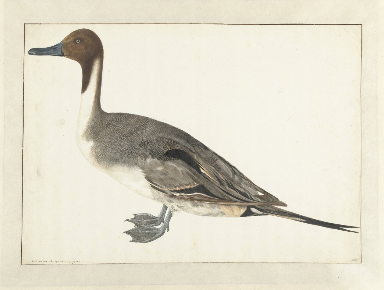 Drake Pintail by Rochus van Veen