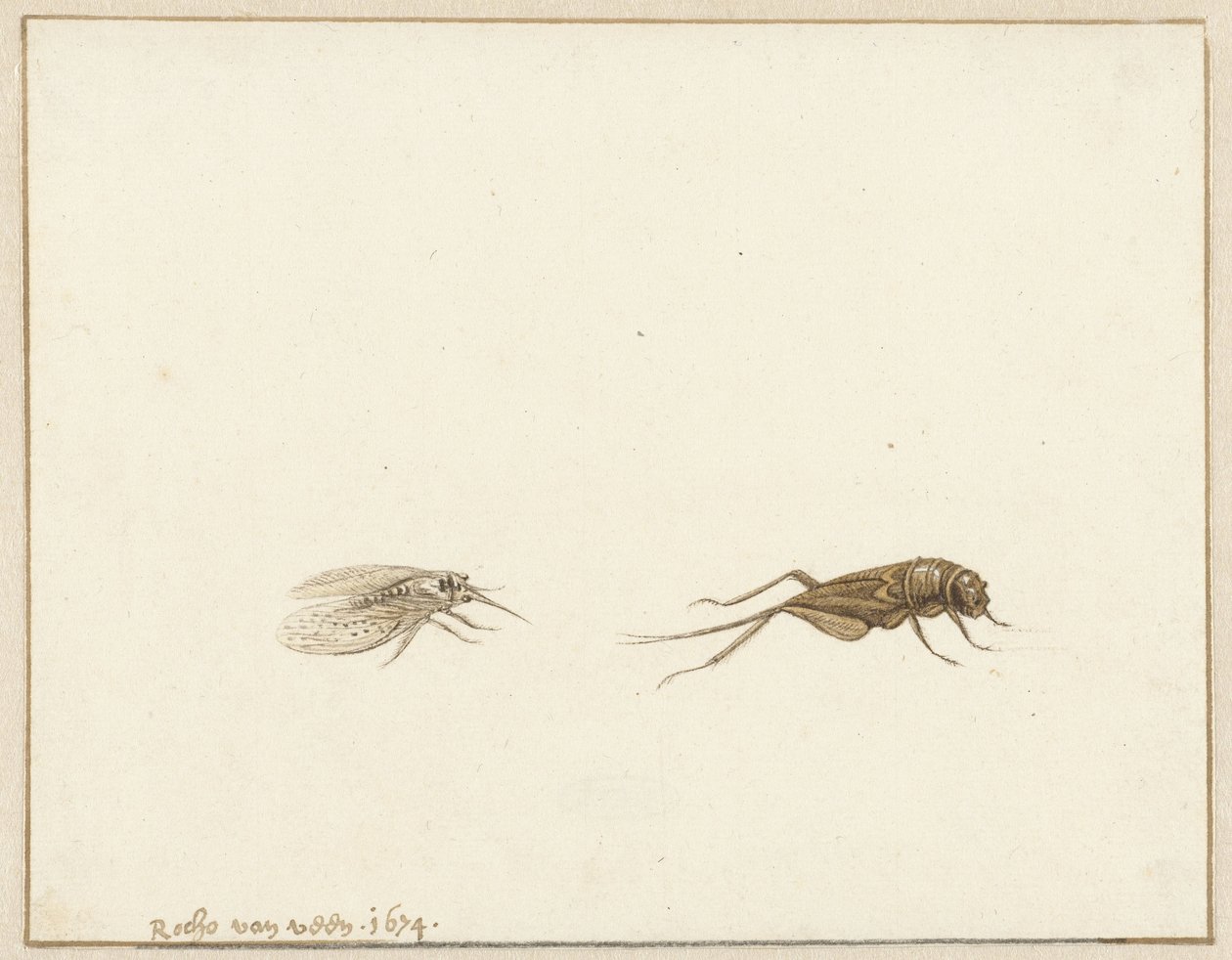 Two Insects by Rochus van Veen