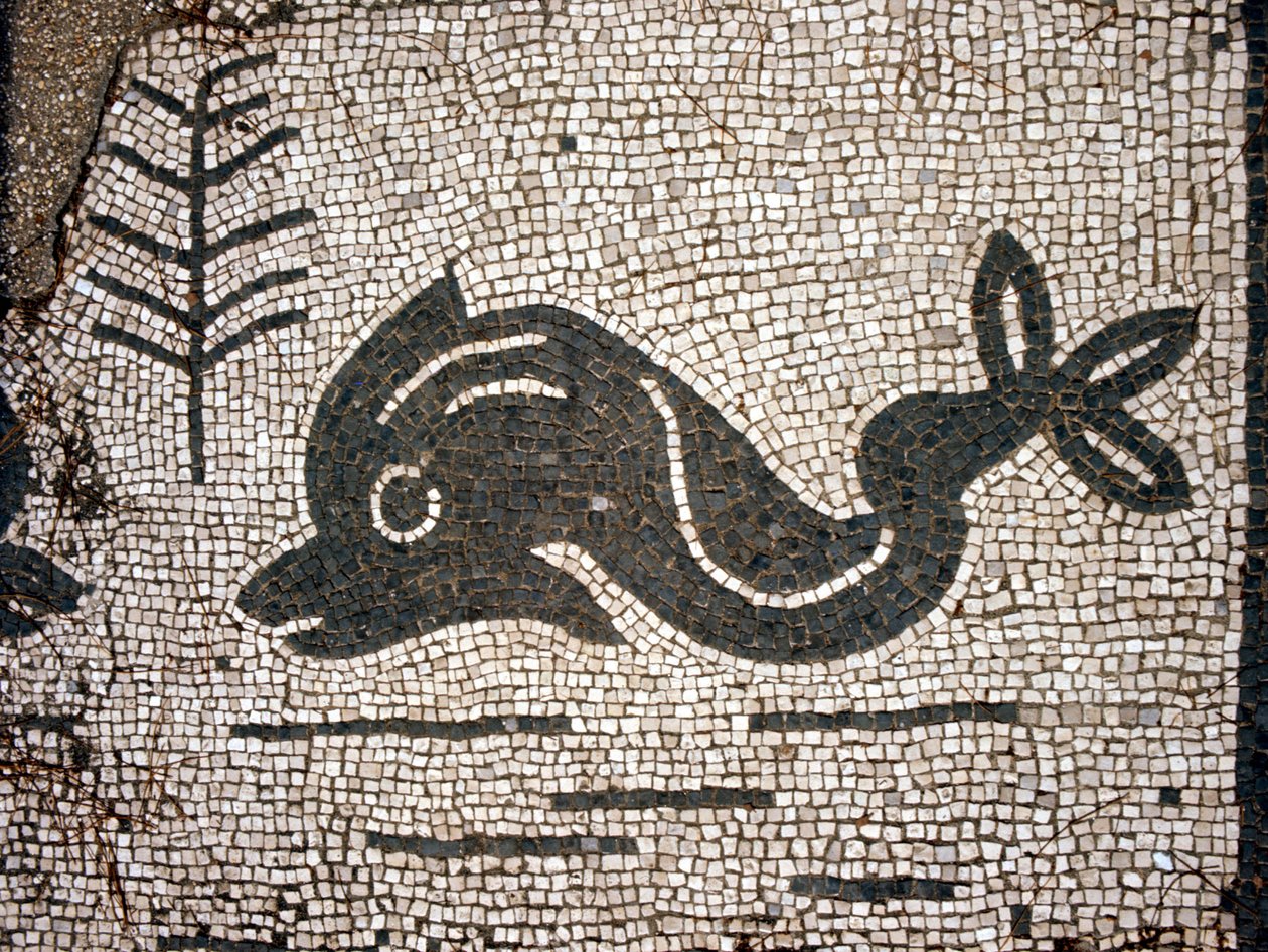 Representation of a dolphin after a mosaic in the square of the Corporazioni of Ostia antica by Roman