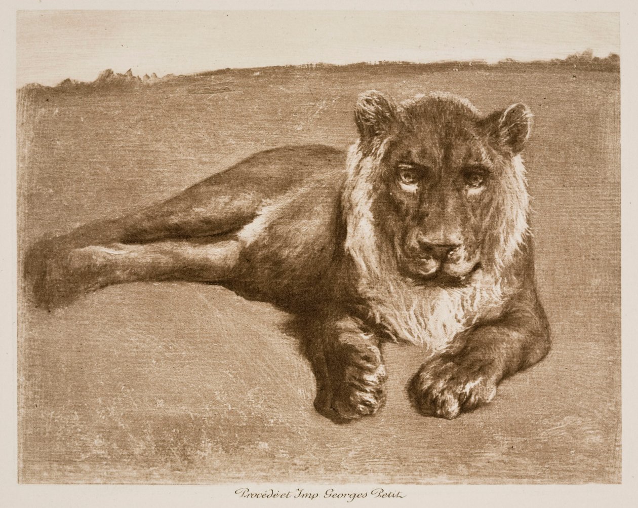 Lion by Rosa Bonheur