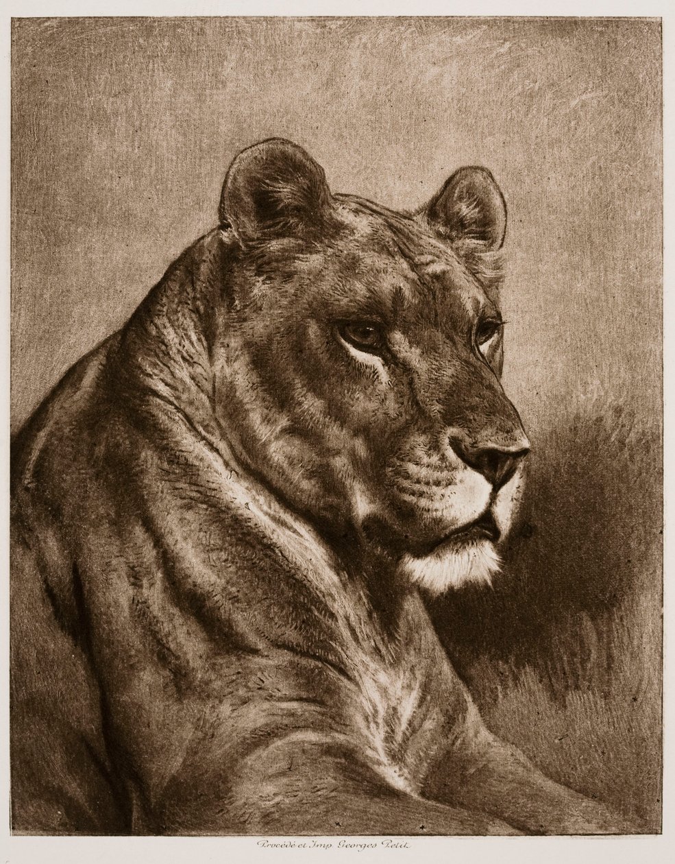 Lioness by Rosa Bonheur