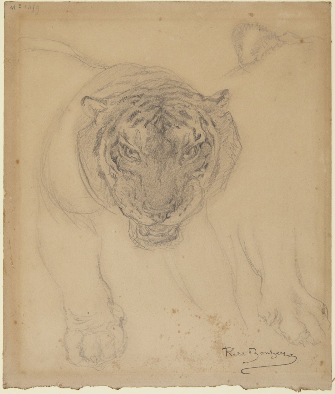 Tiger, with Sketch of Paw, verso: Sketch of Tiger