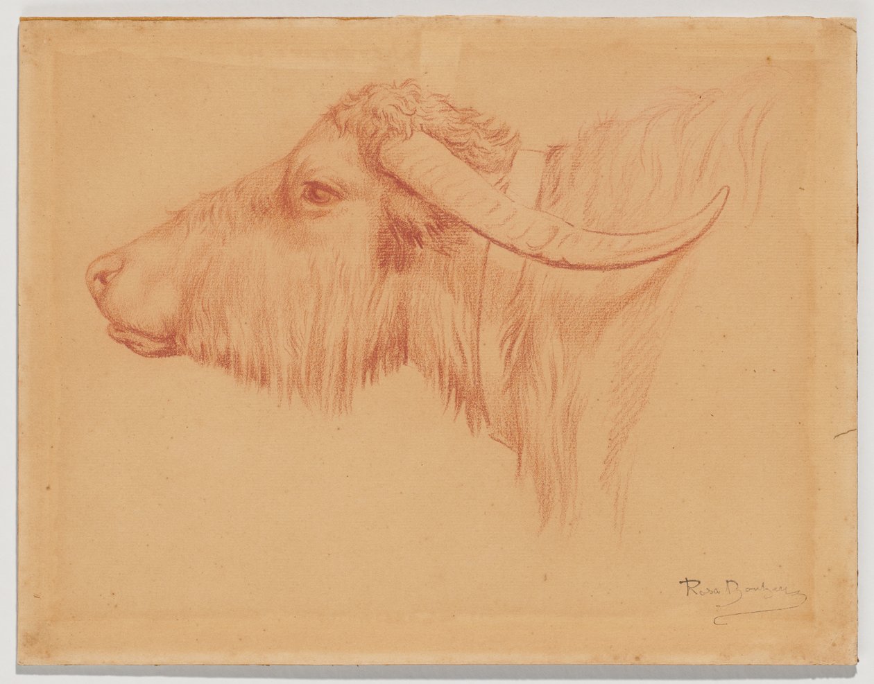 Water Buffalo by Rosa Bonheur