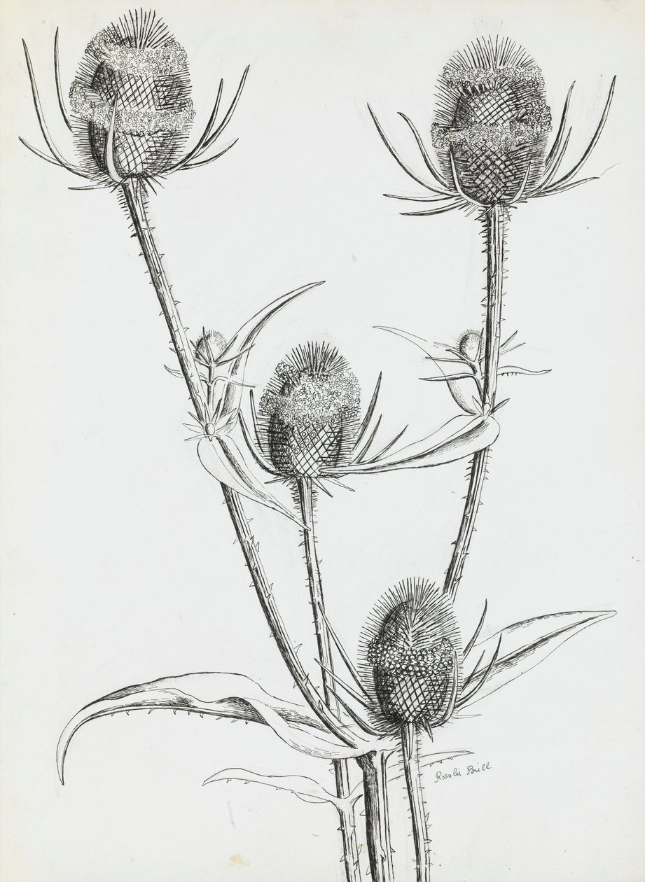 Thistles by Rosalie Brill