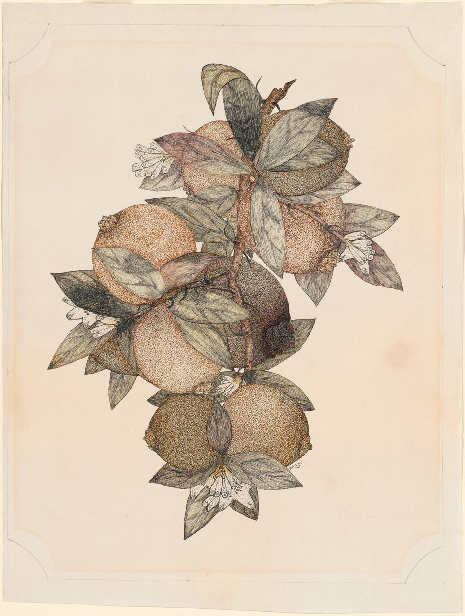 Pomegranate Fruit by Rufus King