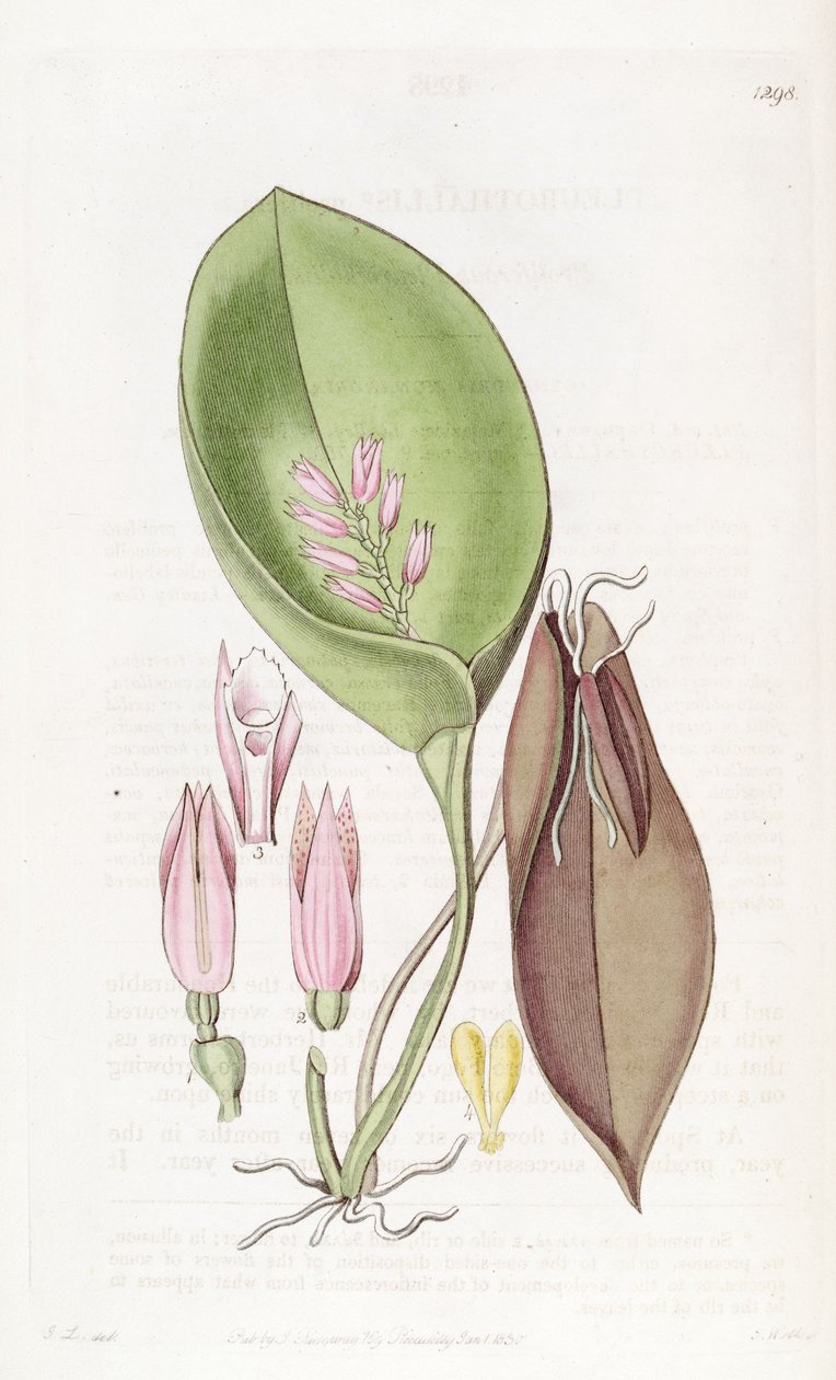 Acianthera Prolifera (as syn. Pleurothallis Prolifera) by S. Watts
