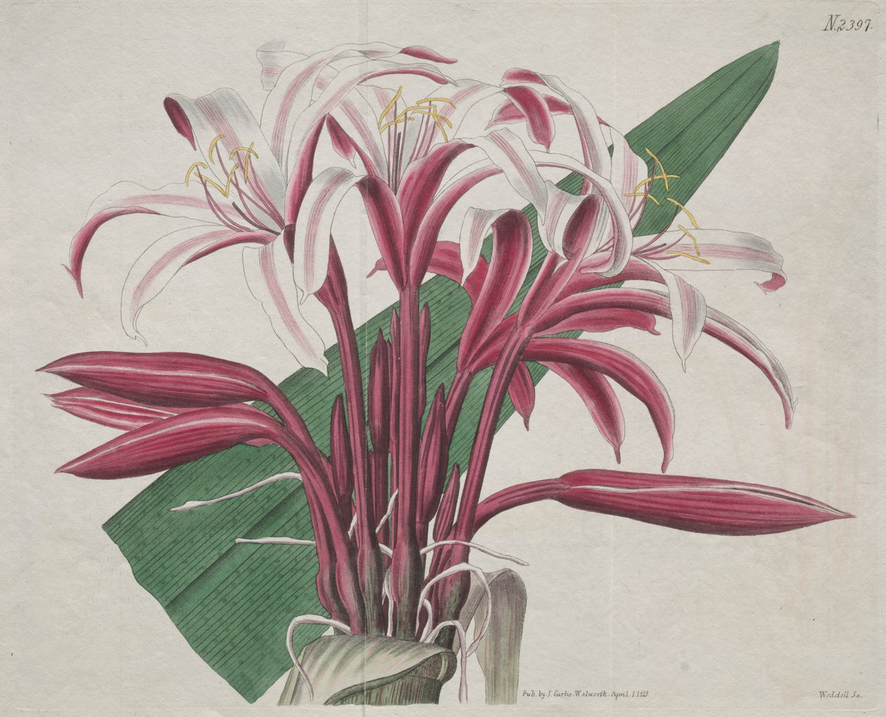 The Botanical Magazine or Flower Garden Displayed: Stately Crinum by S. Curtis