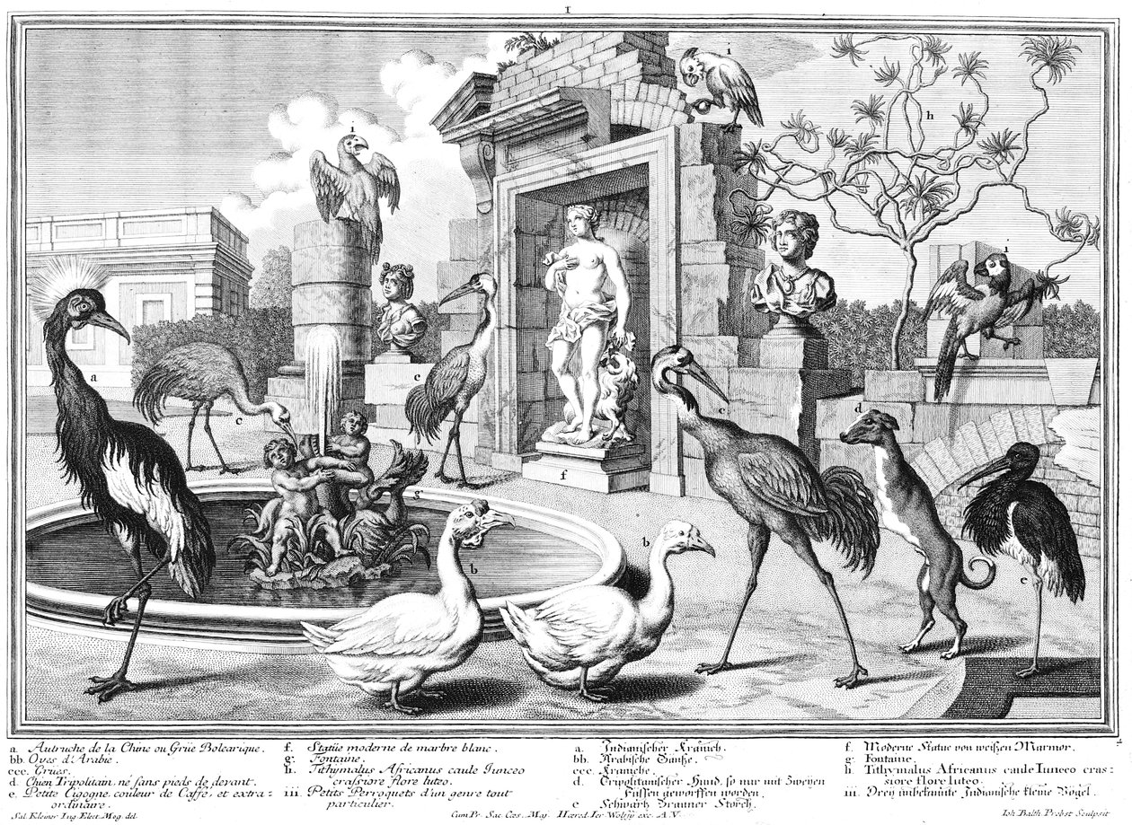 Cranes and Ducks by Salomon Kleiner
