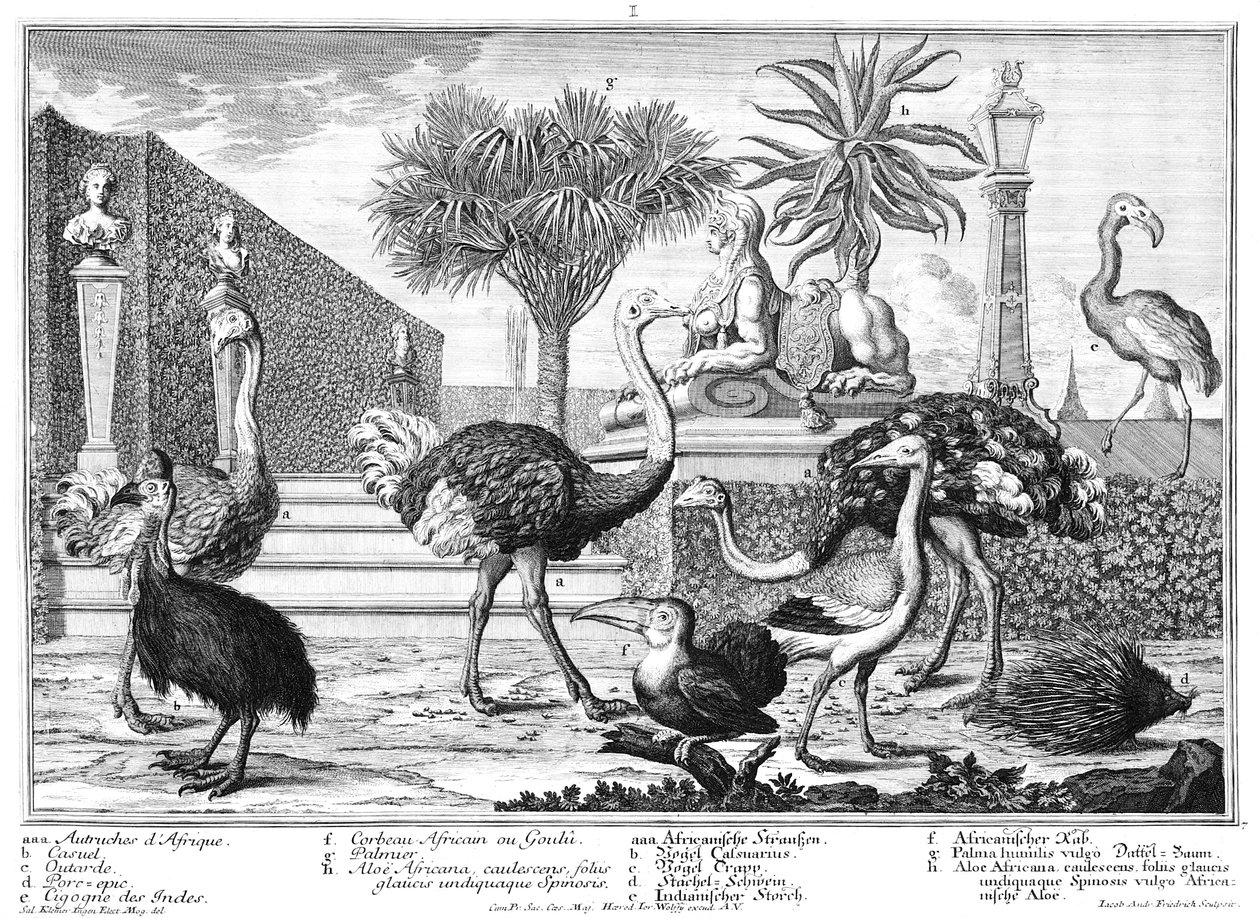 Ostrich, Cassowary, Porcupine by Salomon Kleiner