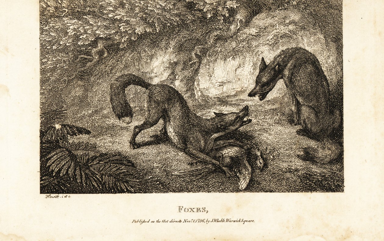 Fox with dead fowl fighting off another fox by Samuel (after) Howitt