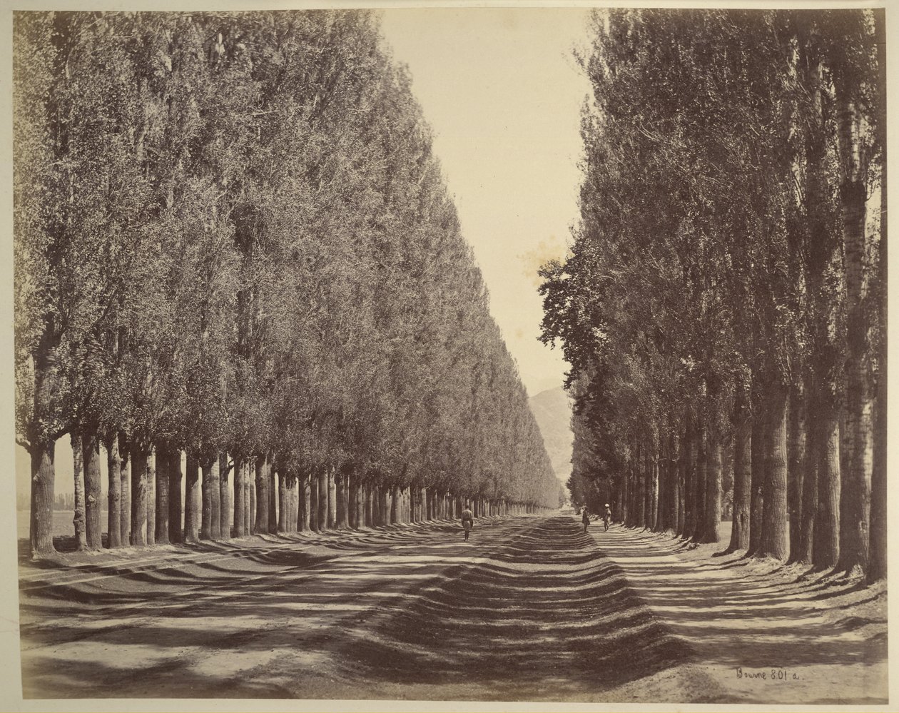 A Road Lined with Poplars, Kashmir by Samuel Bourne