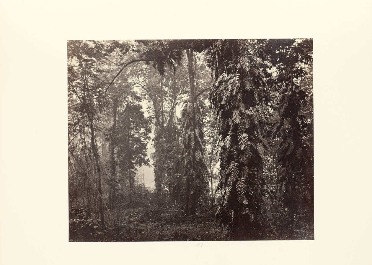 Darjeeling; Creepers in the Forest below Ging by Samuel Bourne
