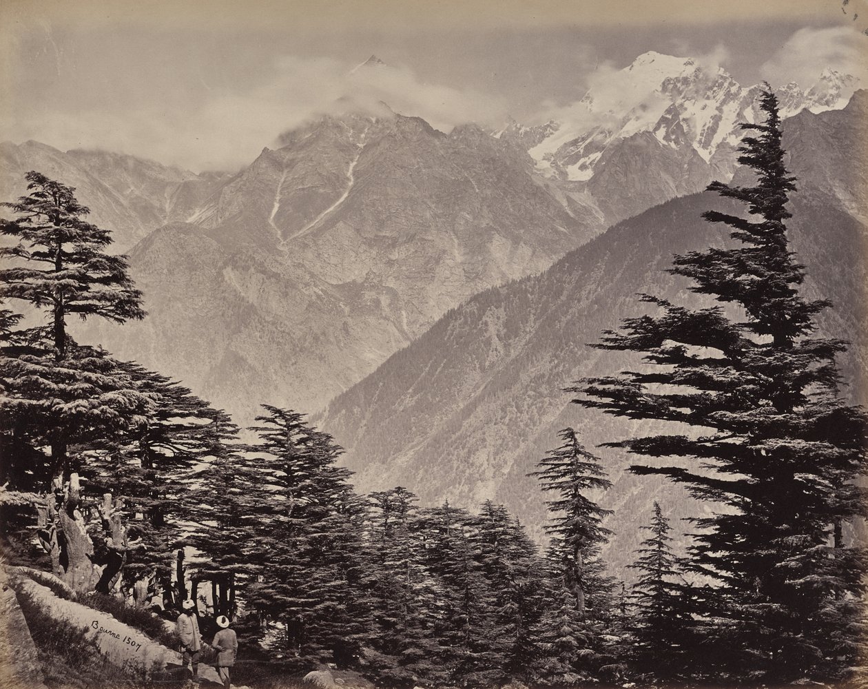 The Upper Himalayas. View near the China Mountains. Deodars in the Foreground by Samuel Bourne