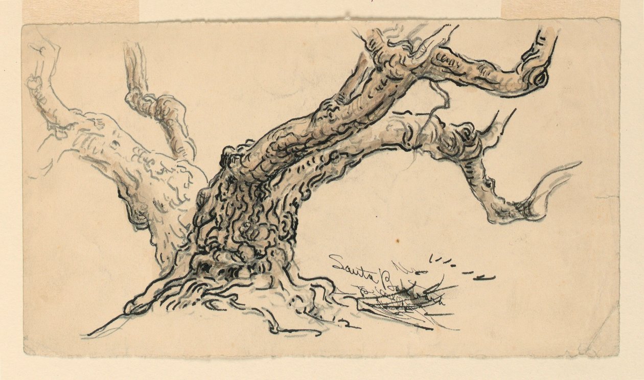 Sketches. Sycamores, Santa Barbara, California, ca. 1888 by Samuel Colman