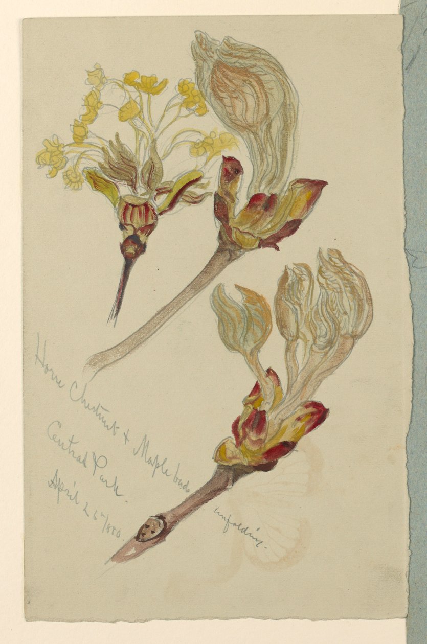 Studies: Horse Chestnut and Maple Buds Unfolding, Central Park, N.Y.C., April 26, 1880 by Samuel Colman