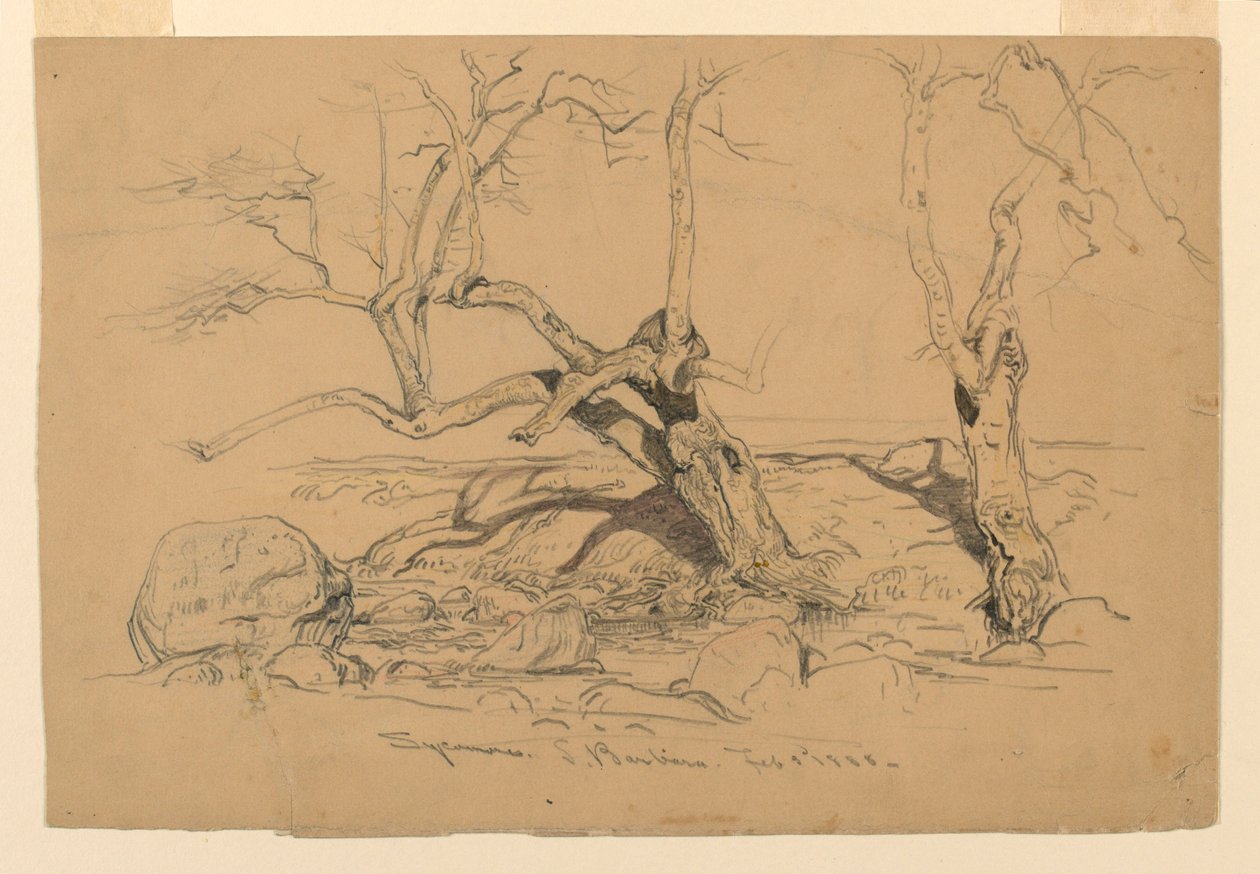 Studies. Trees, Santa Barbara, California, February 3, 1888 by Samuel Colman
