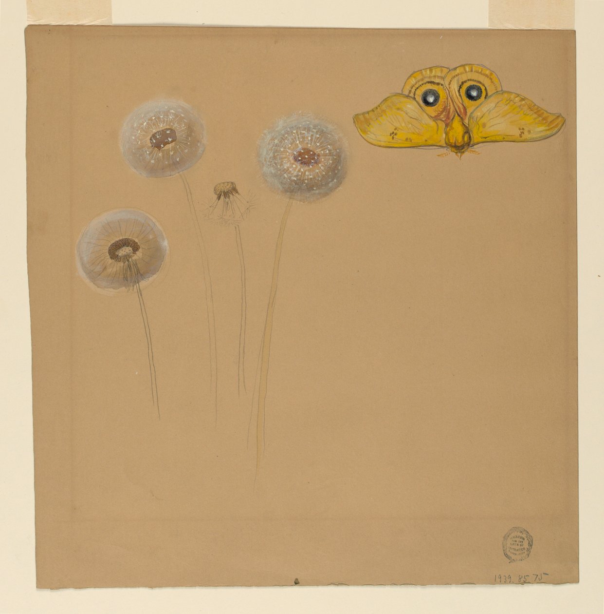 Study of White Daisy, Chamomile Stem with Two Petals, and a Chamomile Petal, 1875–90 by Samuel Colman