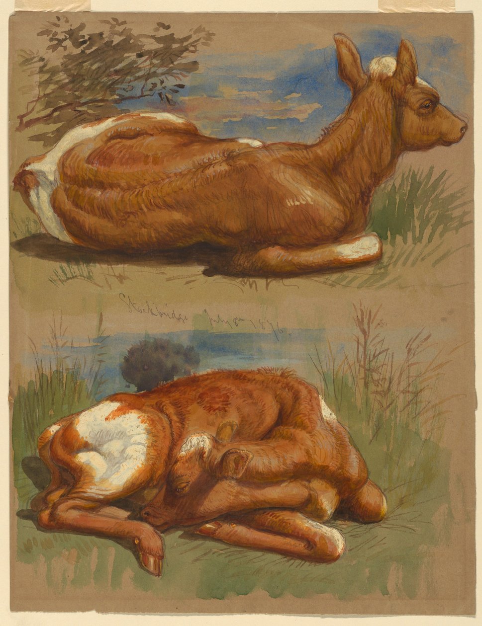 Three Studies of Calves, Stockbridge, July 7, 1876 by Samuel Colman