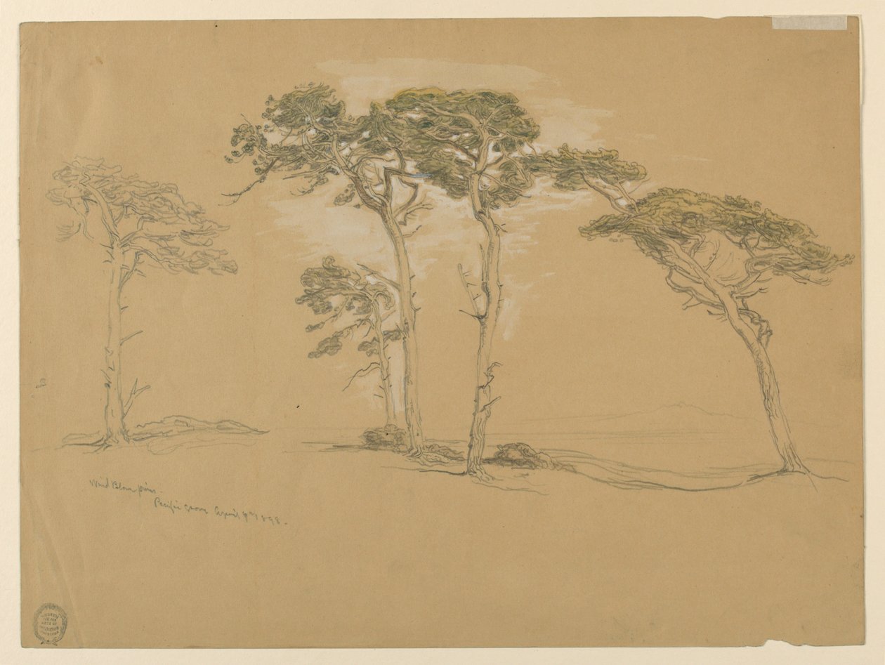 Windblown Pines, Pacific Grove. Verso: Pacific Coast road to Point Sur. by Samuel Colman