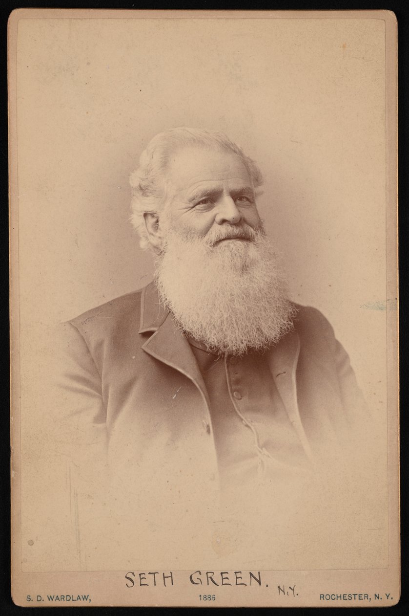 Portrait of Seth Green by Samuel D Wardlaw