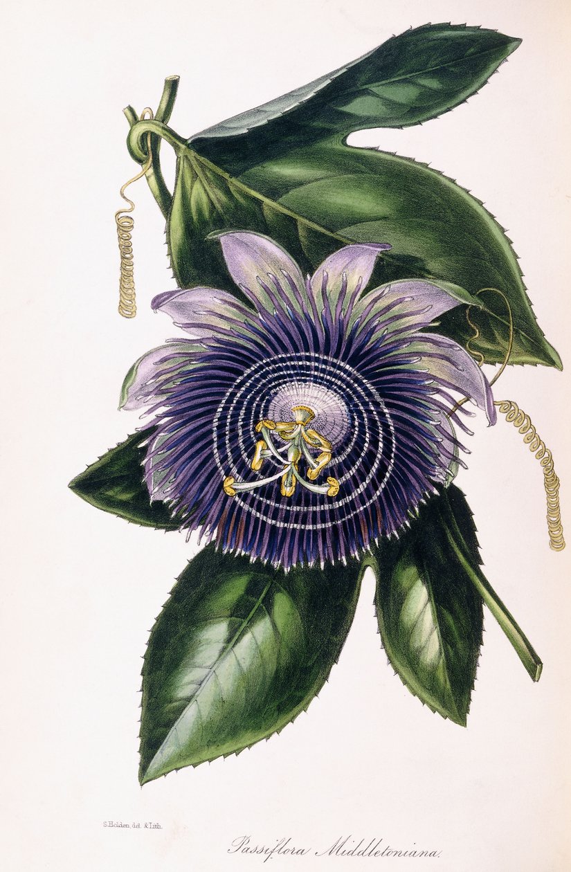 Passiflora Middletoniana by Samuel Holden