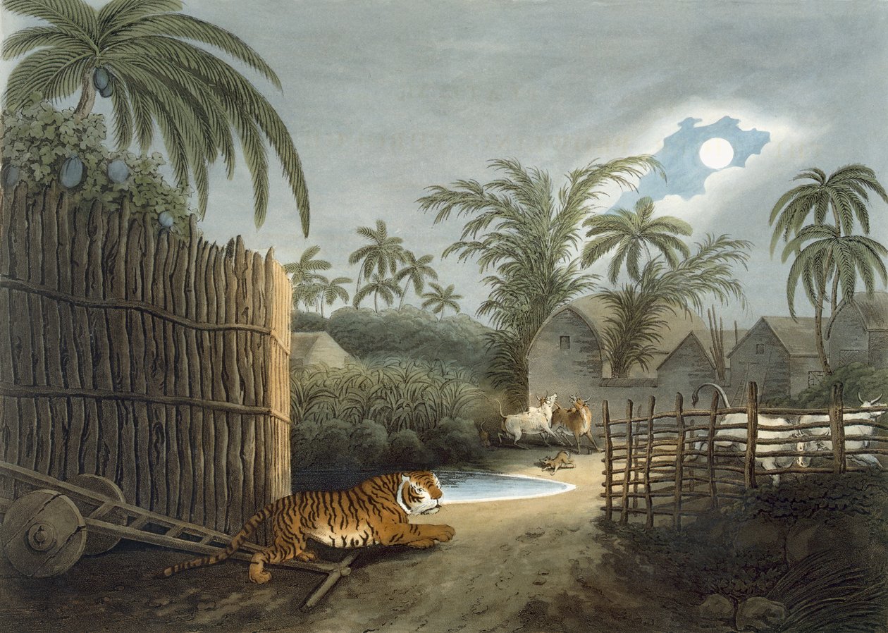 A tiger prowling through a village, from 