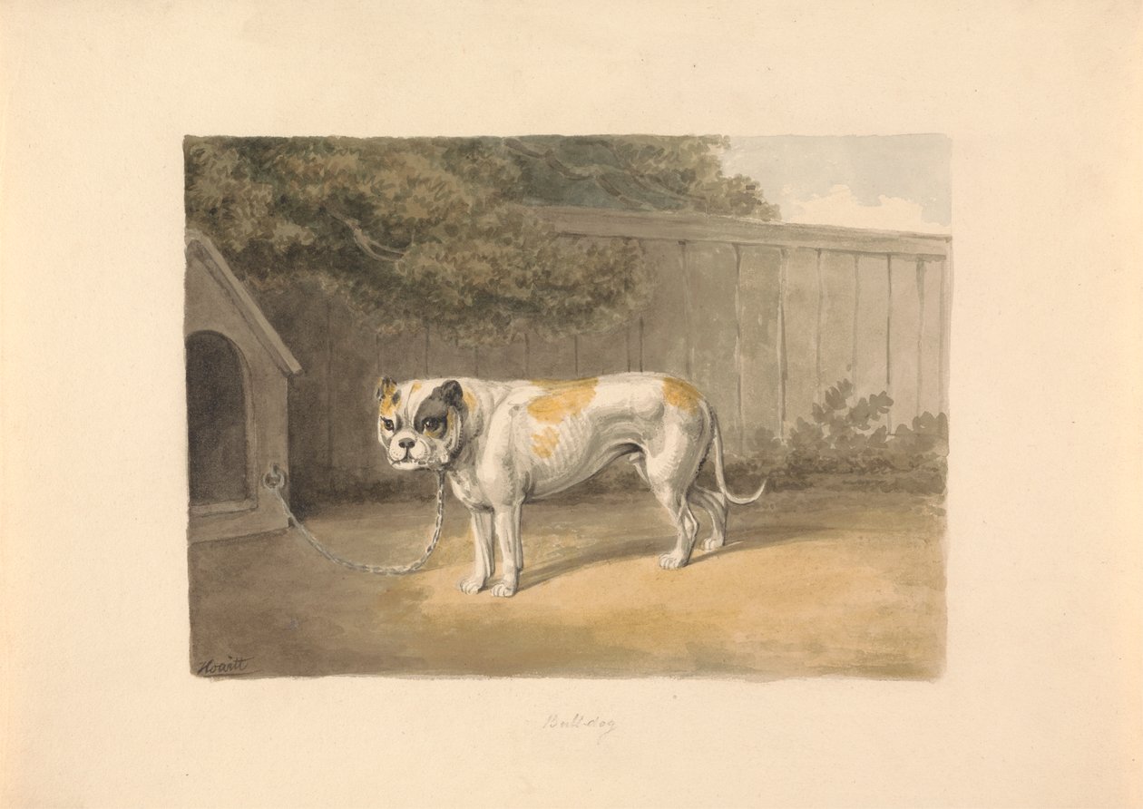 A Bulldog by Samuel Howitt