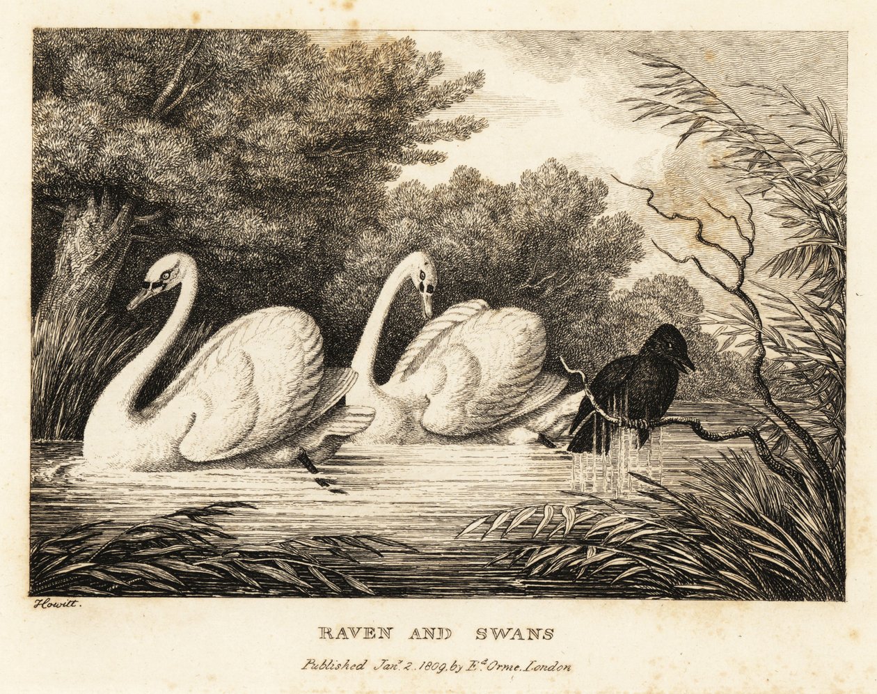 A raven tries to wash to be more like the white swans by Samuel Howitt