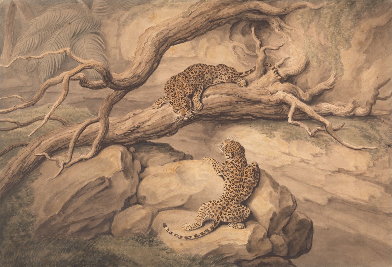 Leopards at Play Among Fallen Trees and Rocks by Samuel Howitt