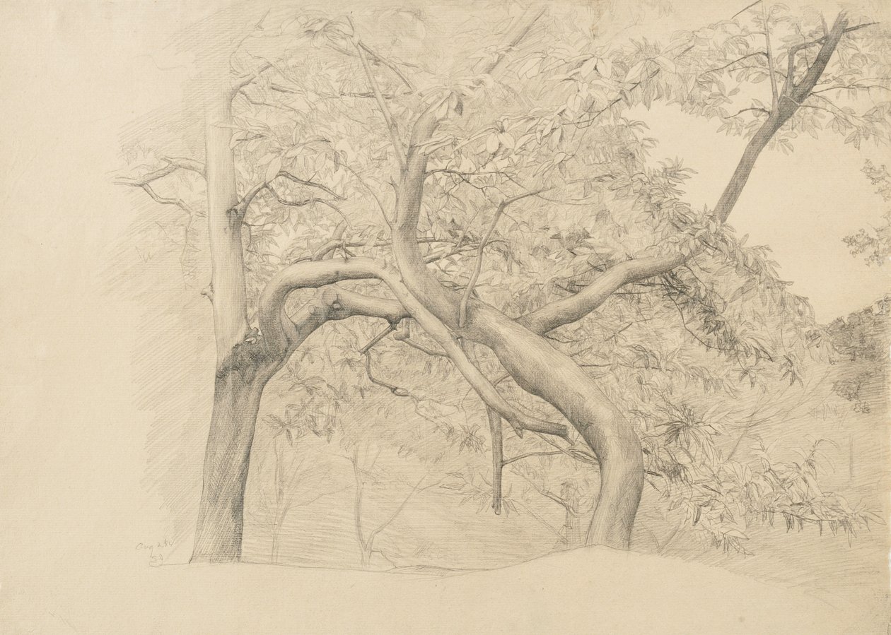 A thicket of trees in foliage by Samuel Isham