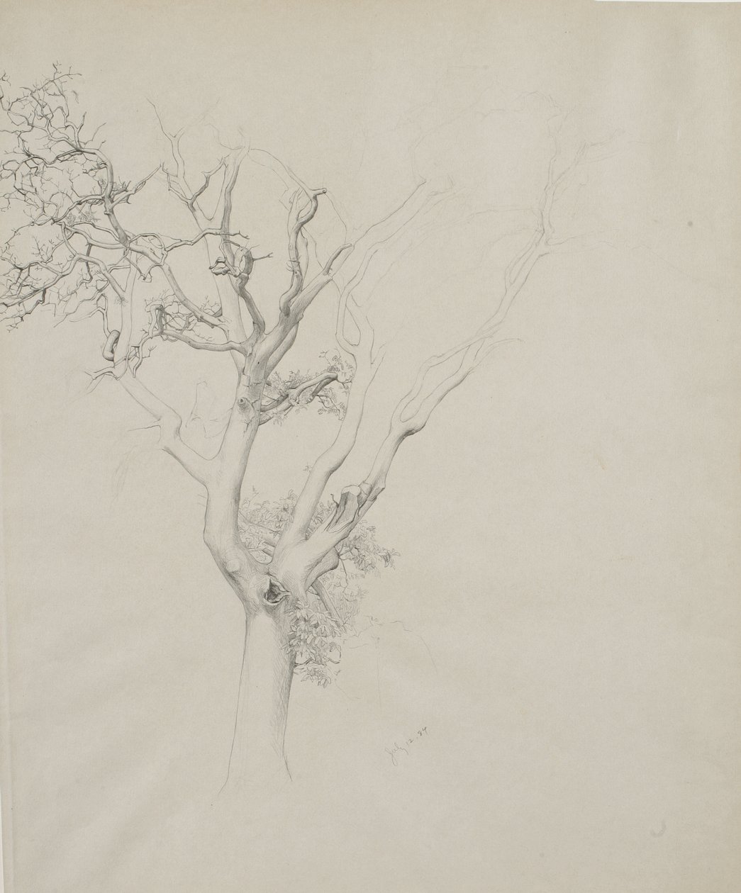 Tree study by Samuel Isham