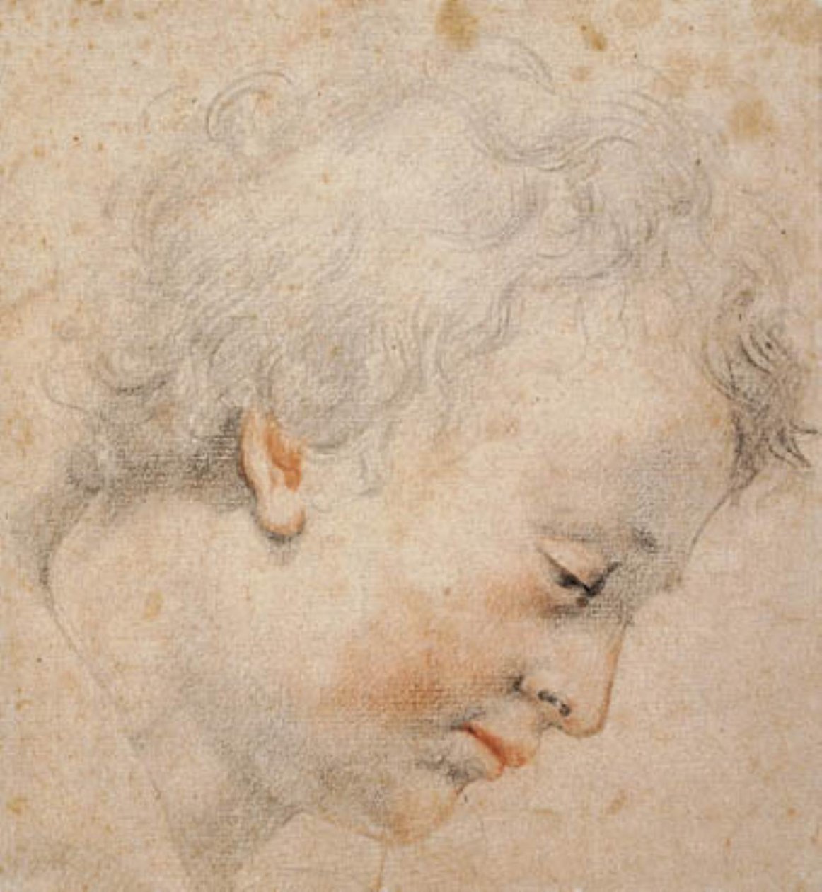 Head of a Young Man in Profile to the Right by Santi di Tito