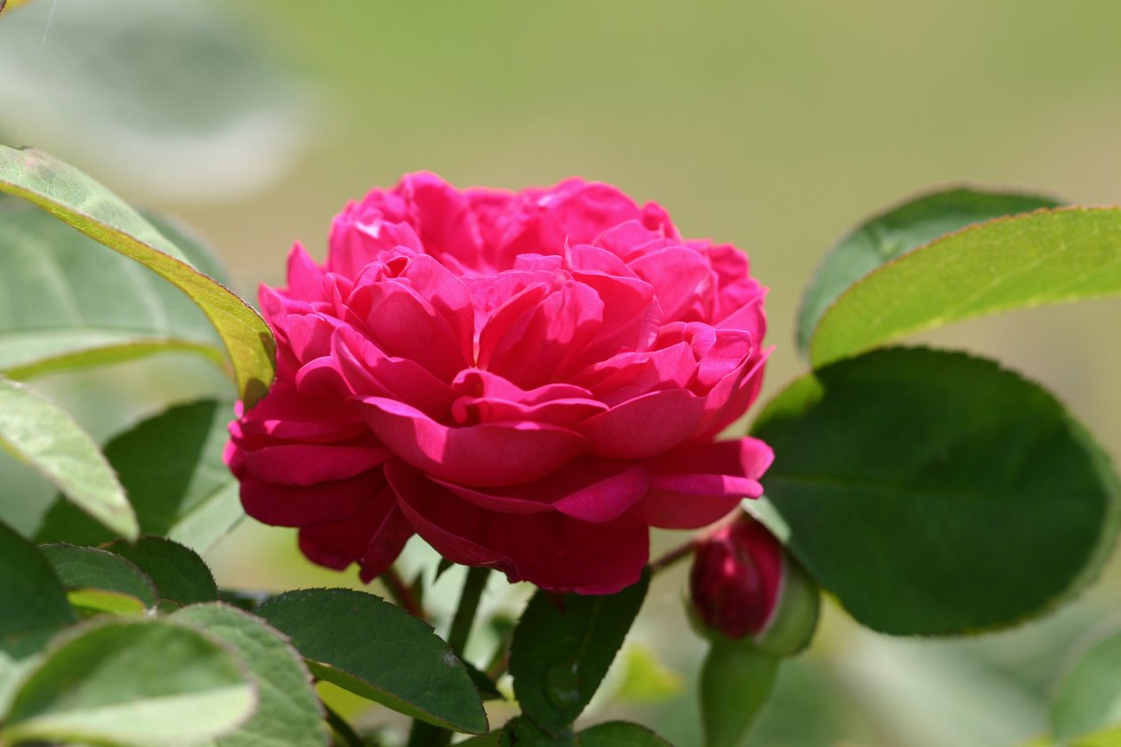 Garsington David Austin Rose, 2009 by Sarah OToole