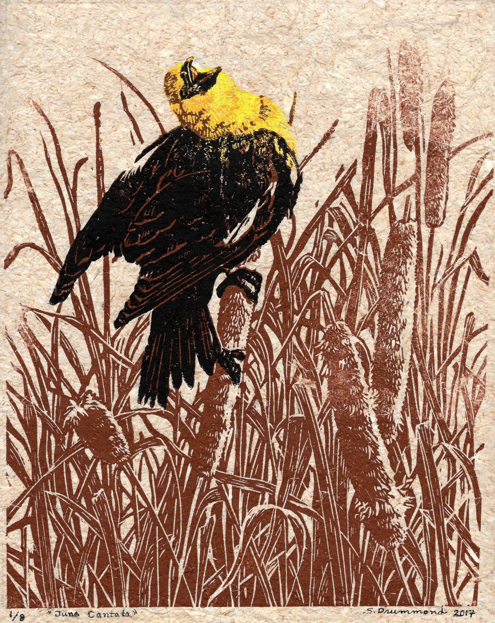 Cattail Cantata by Sarah Drummond