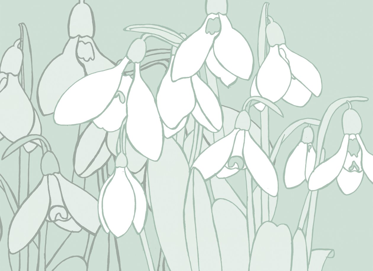 Snowdrops, 2017 by Sarah Hough