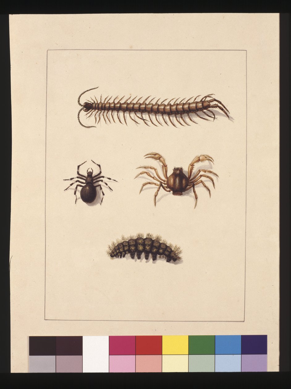 Insects of New South Wales. Now known as Common centipede, Spider genus Isopeda, Soldier Crab, Caterpillar by Sarah Stone