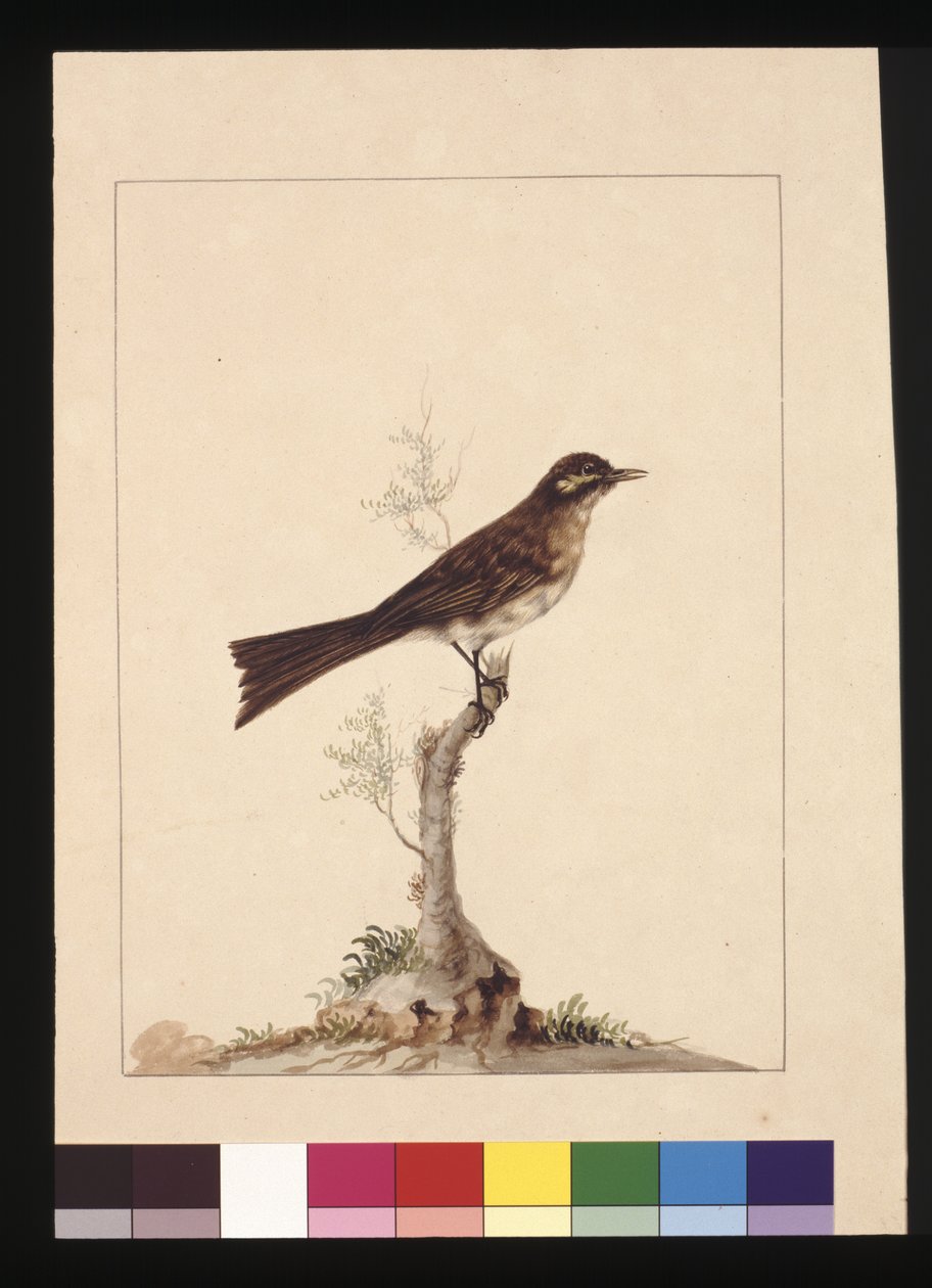 Yellowed-eared Flycatcher: Now known as a Yellow-faced Honeyeater by Sarah Stone