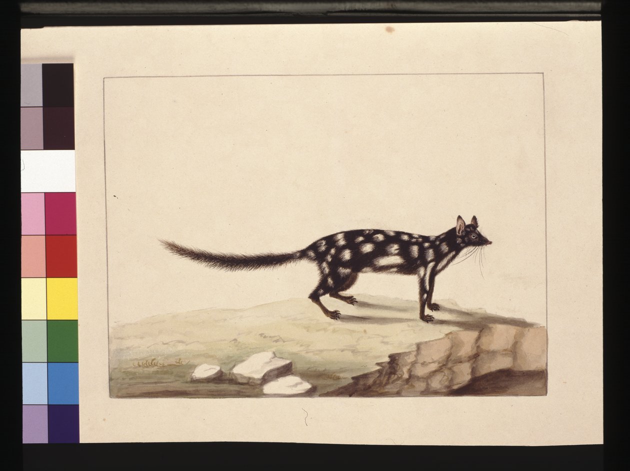 A Tapoa Tafa: Now known as a Dasyurus Quoll by Sarah Stone