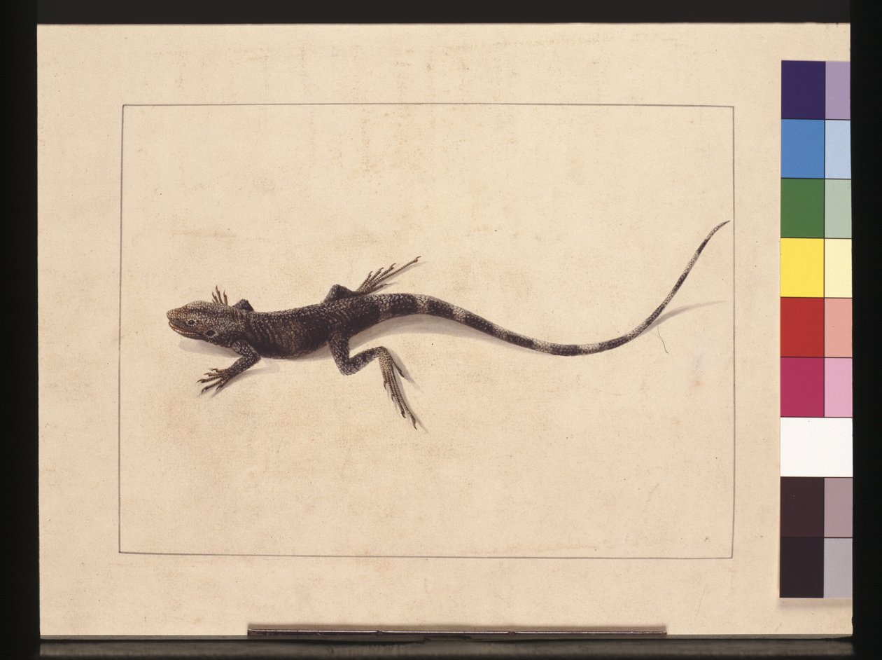 Muricated Lizard. Now known as a Tree Dragon by Sarah Stone